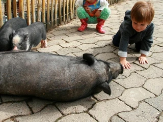 Streichelgehege Familienpark Sottrum Streichelgehege mit Schweinen und Ferkeln auf dem Bauernhof im Familienpark Sottrum