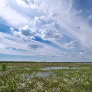 Leegmoor ©Naturpark Hümmling