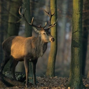Damwild Damwild im Wald