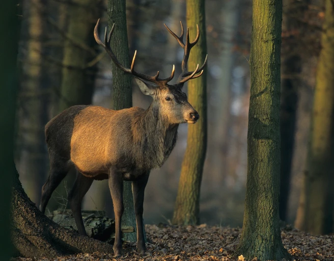 Damwild Damwild im Wald