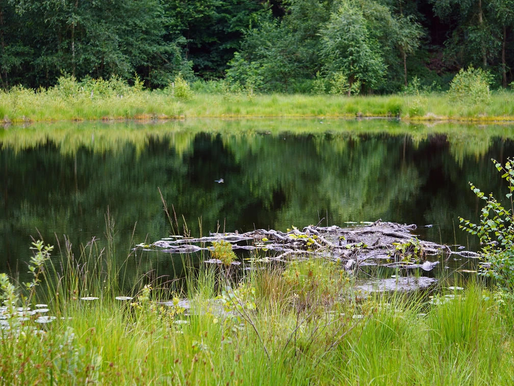 Gewässer im Naturpark Kolk nahe des Naturparkzentrums Uhlenkolk