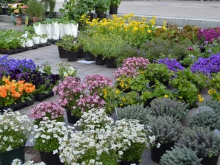 Wochenmarkt Otterndorf