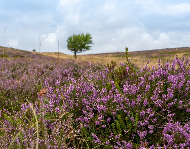 TSWB-Jasmin-Heimberger-Besenheide-mit-Baum.jpg ein Büschel Besenheide im Vordergrund, dahinter Heidelandschaft