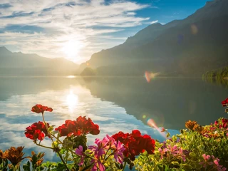 boenigen-blumen-geranien-sommer-brienzersee-ts-aussicht.jpg