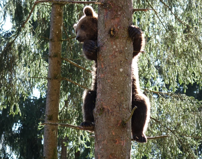 Alternativer Wolf Baerenpark Baer Alternativer Wolf Baerenpark Baer