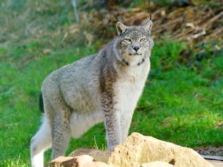 Alternativer Wolf Baerenpark Luchs Alternativer Wolf Baerenpark Luchs