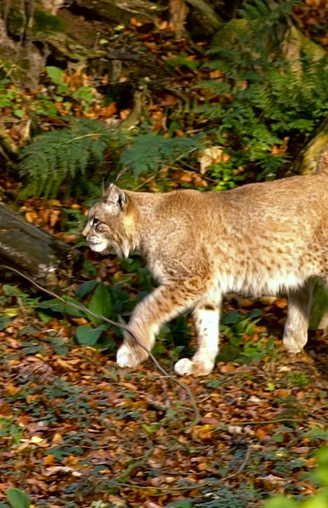 Luchstour Bad Harzburg Premiumwanderung Harz Wanderung-Bad-Harzburg Wandern-im-Harz 10.jpg