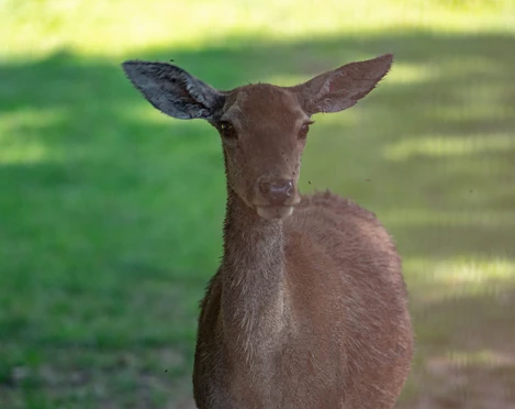 wildgehege-bad-harzburg