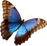 butterfly_logo butterfly_logo