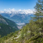 Chapfwald Rothwald mit Blick auf Brig und das Glishorn