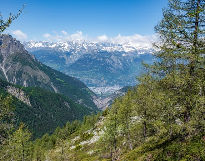 Chapfwald Rothwald mit Blick auf Brig und das Glishorn