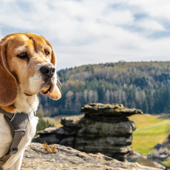 Die Sächsische Schweiz mit dem Hund erleben | Foto: Tobias Beyer