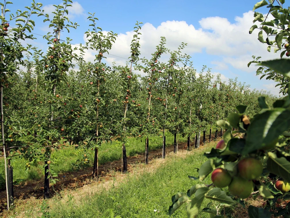 Reife Äpfel im Sächsischen Obstland | Foto: Andreas Schmidt Reife Äpfel im Sächsischen Obstland | Foto: Andreas Schmidt
