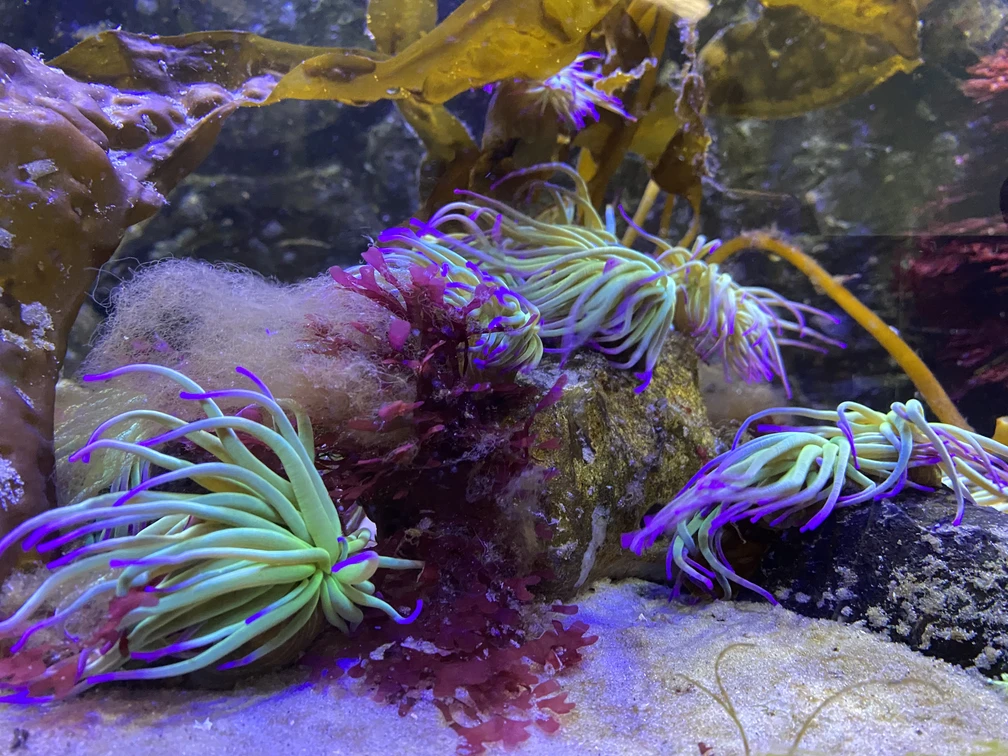 Nordsee Aquarium Borkum