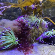 Nordsee Aquarium Borkum Nordsee Aquarium Borkum