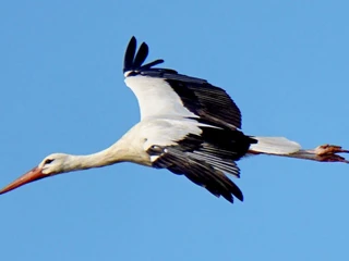 Storch am Aper Tief Ein Weißstorch gleitet majestätisch mit weit ausgebreiteten Flügeln vor einem tiefblauen Himmel.