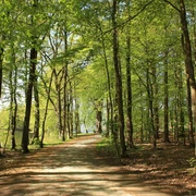 Schlosspark-Rastede-Bäume-Sommer-min.jpg