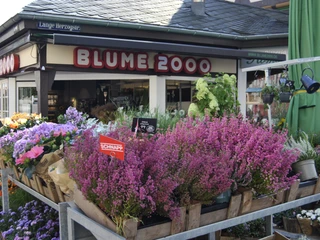 Blume2000 Blume2000 Angebote