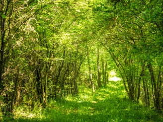 Grünes Blätterdach auf der Eifelgold Route im NaturWanderPark delux