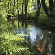 Der Fluss Irsen auf dem Irsenpfad