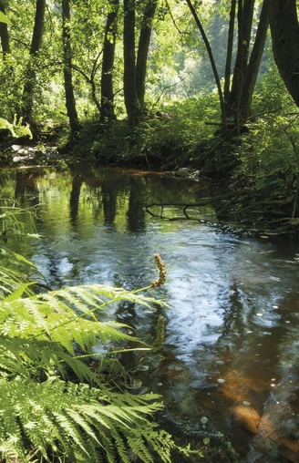 Der Fluss Irsen auf dem Irsenpfad
