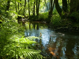 Der Fluss Irsen auf dem Irsenpfad