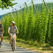 Prüm-Radweg: Hopfenfelder bei Holsthum