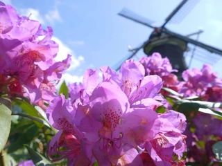 Rhodoblüten-vor-Mühle-Freilichtmusuem.jpg