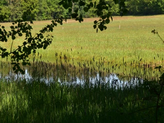 TERRA.track Ruller Bruch Grüne Wiese mit kleinem Teich im Vordergrund, umgeben von dichtem Laubwerk.