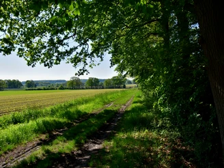 TERRA.track Ruller Bruch Ein Weg führt durch grüne Felder und von Bäumen gesäumtem Waldrand bei sonnigem Wetter.