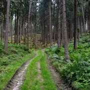 Waldweg umgeben von hohen Bäumen und grünen Farnen im Wald.