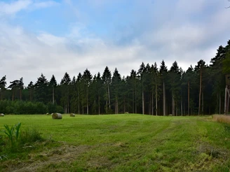 TERRA.track Alkenkuhle Eine grüne Wiese mit Heuballen, umgeben von einer dichten Baumreihe im Wald.