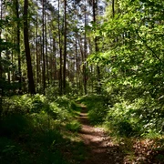 TERRA.track Kettelsberg  Waldweg, umgeben von hohen Kiefern und dichtem Grün, unter einem klaren, blauen Himmel.