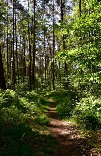 TERRA.track Kettelsberg  Waldweg, umgeben von hohen Kiefern und dichtem Grün, unter einem klaren, blauen Himmel.