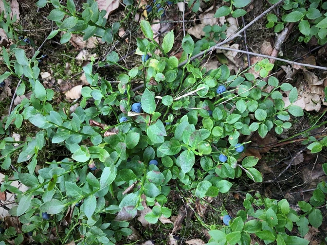 Blaubeeren am Gehnberg Heidelbeersträucher mit reifen, dunkelblauen Beeren in einem grünen Waldbereich.