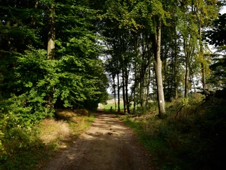 Terra.track Penter Egge  Waldweg mit Sonnenlicht, umgeben von hohen Bäumen und Blick auf offene Felder im Hintergrund.