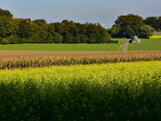 Weites gelbes Blütenfeld vor Wald mit nahendem Traktor auf einem Feldweg.