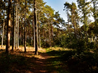 TERRA.track Penter Egge Verschlungener Pfad durch einen lichtdurchfluteten Kiefernwald an einem sonnigen Tag.