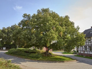 Ruhebank unter einer alten Linde Bornum Ruhebank unter einer alten Linde Bornum