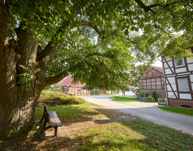 Ruhebank unter einer alten Linde Bornum Ruhebank unter einer alten Linde Bornum