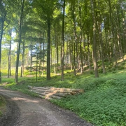 Wald bei Bad Essen.jpg Lichtdurchfluteter Waldweg mit gestapelten Baumstämmen und dichten grünen Blättern.