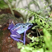 Blauer Pfeilgiftfrosch