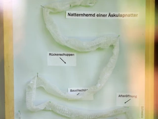 007HR - Schlangenbad - Infokasten Äskulapnatter.JPG