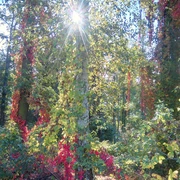 Herbstwald in Zerna