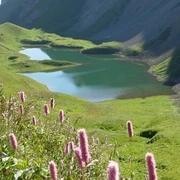 Eisee