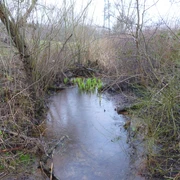 spärlicher Rest vom Altrheinarm Spärlicher Altrheinarm mit ruhigem Wasserlauf, umgeben von kahlen Sträuchern und knorrigen Ästen.
