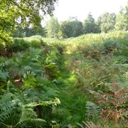 seitlicher Einblick ins Further Moor Grünes Moorgebiet mit üppigem Farnbewuchs und vereinzelten Bäumen unter einem klaren Himmel.