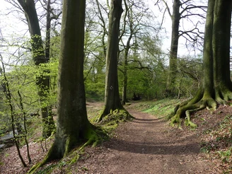Entlang des Holzer Baches Waldweg gesäumt von hohen, kräftigen Bäumen mit frischem grünem Laub in einem Waldgebiet.