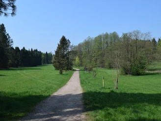 Ein breiter Schotterweg führt durch eine grüne Wiese, gesäumt von einer Baumreihe unter klarem Himmel.