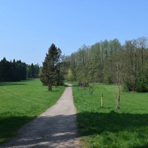 Silvaticum Ein breiter Schotterweg führt durch eine grüne Wiese, gesäumt von einer Baumreihe unter klarem Himmel.